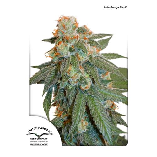 DUTCH PASSION - AUTO ORANGE BUD - 7 SEEDS