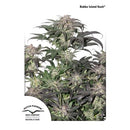 DUTCH PASSION - BUBBA ISLAND KUSH FEM - 5 SEEDS