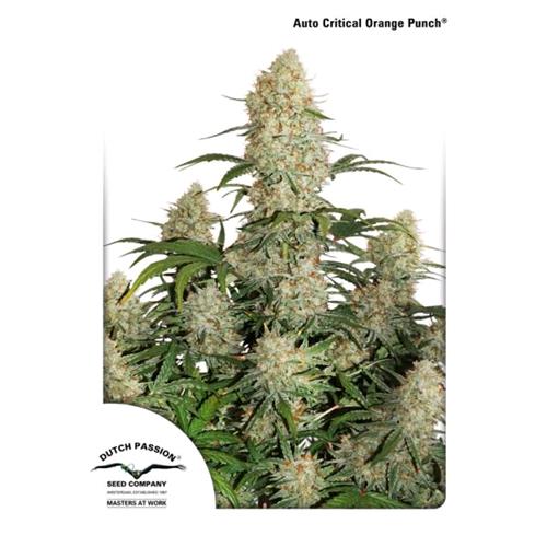 DUTCH PASSION - AUTO CRITICAL ORANGE PUNCH - 7 SEEDS