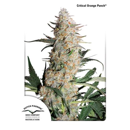 DUTCH PASSION - CRITICAL ORANGE PUNCH FEM - 3 SEEDS