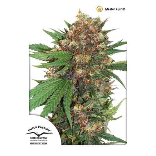 DUTCH PASSION - MASTER KUSH - 10 SEEDS