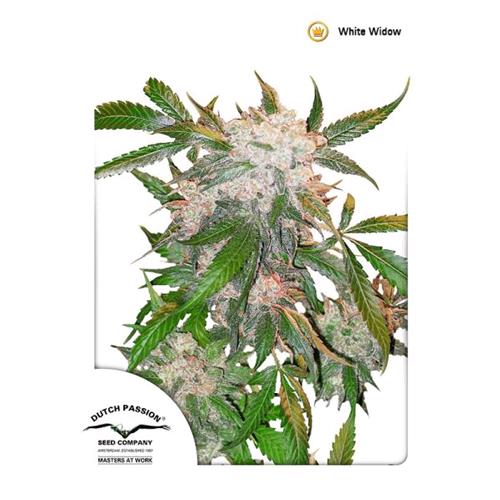 DUTCH PASSION - WHITE WIDOW FEMINIZED - 3 SEEDS
