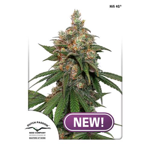 DUTCH PASSION - HIFI 4G FEM - 10 SEEDS