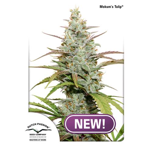 DUTCH PASSION - MOKUM'S TULIP FEM - 5 SEEDS