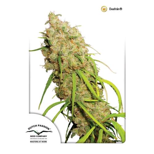 DUTCH PASSION - AUTO DEFRAN - 7 SEEDS