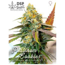 DSP GENETICS - PLATINUM COOKIES - 5 SEMI