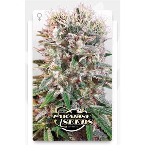 PARADISE SEEDS - WAPPA FEM - 50 SEEDS
