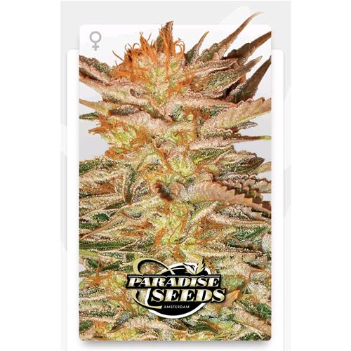 PARADISE SEEDS - ICE CREAM FEM - 3 SEEDS