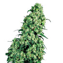 SENSI SEEDS - SKUNK
