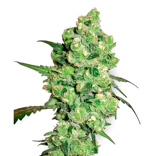 SENSI SEEDS - SUPER SKUNK FEMINIZED - 25 SEEDS