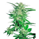 SENSI SEEDS - BIG BUD FEMINIZED - 5 SEEDS