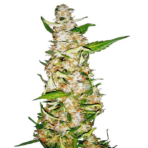 - NEW - SENSI SEEDS SKUNK #1 AUTOMATIC - 10 SEEDS
