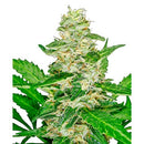 - NEW - SENSI SEEDS SUPER SKUNK AUTOMATIC - 5 SEEDS