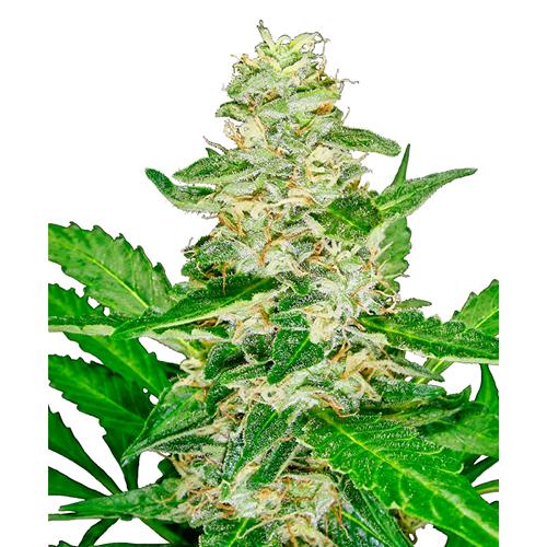 - NEW - SENSI SEEDS SUPER SKUNK AUTOMATIC - 3 SEEDS