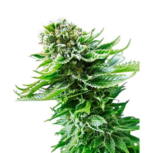SENSI SEEDS NORTHERN LIGHT AUTOMATIC - 10 SEEDS