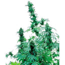 SENSI SEEDS - EARLY SKUNK FEMINIZED - 5 SEEDS
