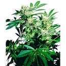 SENSI SEEDS - SKUNK KUSH FEMINIZED - 3 SEEDS