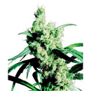 SENSI SEEDS - SILVER HAZE FEMINIZED - 3 SEEDS