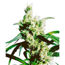 SENSI SEEDS - SILVER HAZE REGULAR - 10 SEEDS