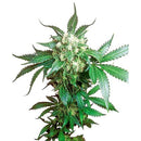 SENSI SEEDS - BLACK DOMINA REGULAR - 10 SEEDS