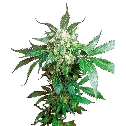 SENSI SEEDS - BLACK DOMINA REGULAR - 10 SEEDS