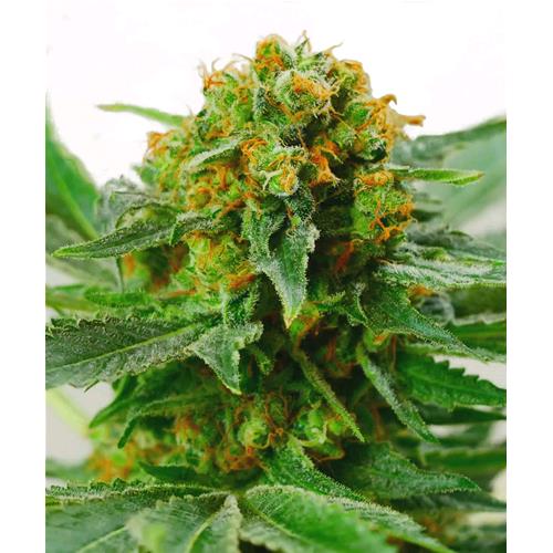 SENSI SEEDS - JACK HERER REGULAR - 10 SEEDS