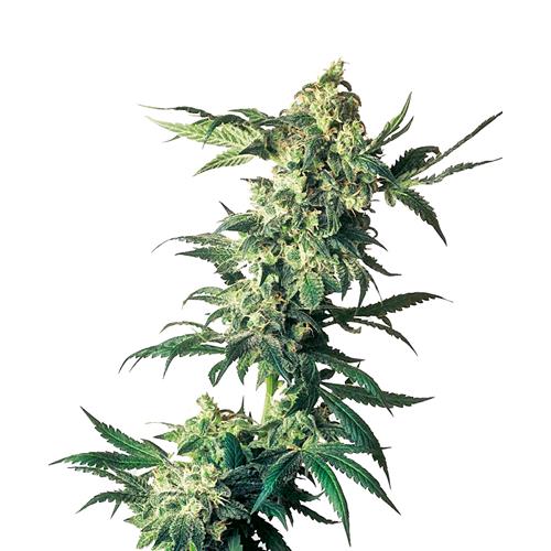 SENSI SEEDS - NORTHERN LIGHT FEMINIZED - 3 SEEDS