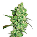 SENSI SEEDS - ED ROSENTHAL SUPER BUD REGOLARE - 10 SEEDS