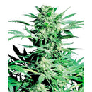 SENSI SEEDS - SHIVA SKUNK FEMINIZED - 3 SEEDS