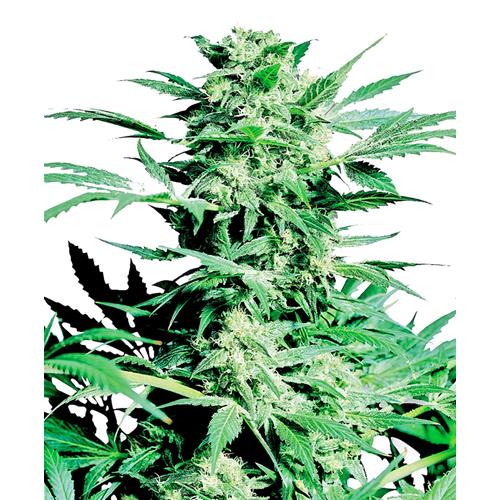 SENSI SEEDS - SHIVA SKUNK FEMINIZED - 3 SEEDS