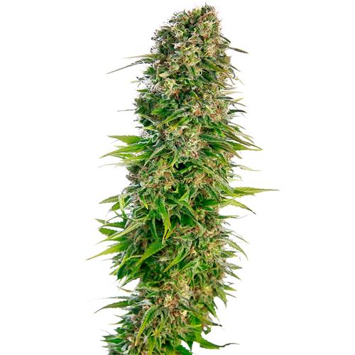 SENSI SEEDS - HINDU KUSH AUTOMATIC - 5 SEEDS
