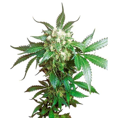SENSI SEEDS - BLACK DOMINA FEMINIZED - 5 SEEDS