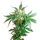 SENSI SEEDS - BLACK DOMINA FEMINIZED - 3 SEEDS