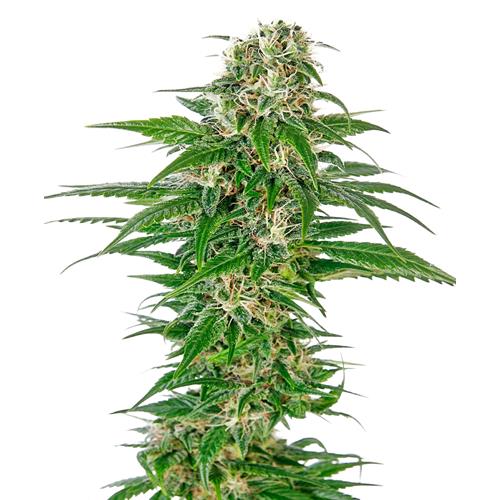 SENSI SEEDS - EARLY SKUNK AUTOMATIC - REDUX SERIES - 5 SEEDS
