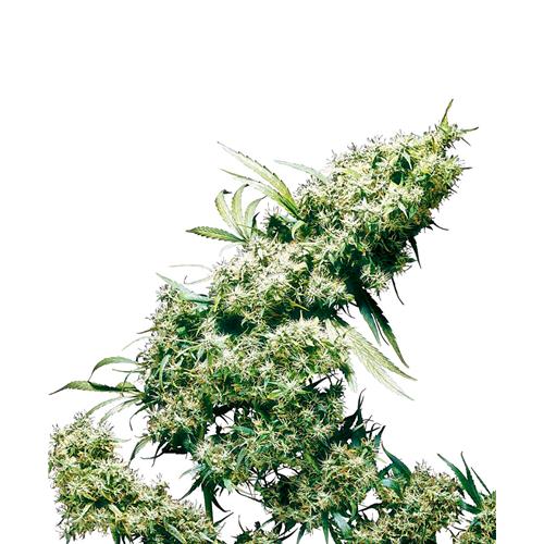 SENSI SEEDS - JAMAICAN PEARL FEMINIZED - 10 SEEDS