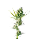 SENSI SEEDS - DURBAN FEMINIZED - REDUX SERIES - 3 SEEDS