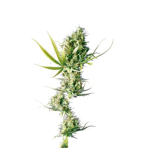 SENSI SEEDS - DURBAN FEMINIZED - 5 SEEDS