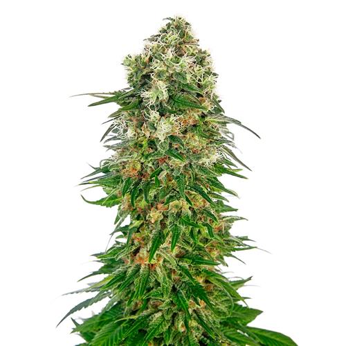 SENSI SEEDS - SHIVA SKUNK AUTOMATIC - REDUX SERIES - 10 SEEDS