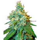 SENSI SEEDS - JACK HERER FEMINIZED - 5 SEEDS