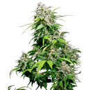 SENSI SEEDS - CALIFORNIA INDICA FEMINIZED - 5 SEEDS