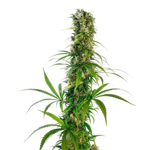 SENSI SEEDS - MICHKA FEMINIZED LIMITED EDITION - 3 SEEDS