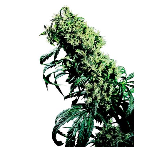 SENSI SEEDS - NORTHERN LIGHTS#5 X HAZE FEMMINIZZATA 3 SEMI