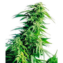 SENSI SEEDS - HINDU KUSH REGOLARE - 10 SEEDS