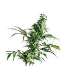 SENSI SEEDS - MEXICAN SATIVA FEMINIZED - 5 SEEDS