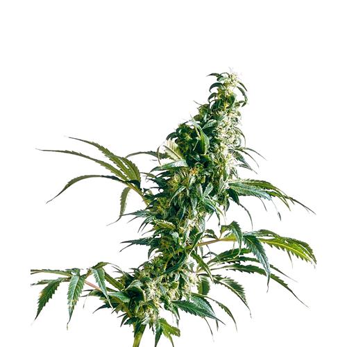 SENSI SEEDS - MEXICAN SATIVA FEMINIZED - 3 SEEDS