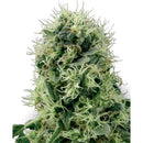 WHITE LABEL - PURE POWER PLANT FEM - 3 SEEDS
