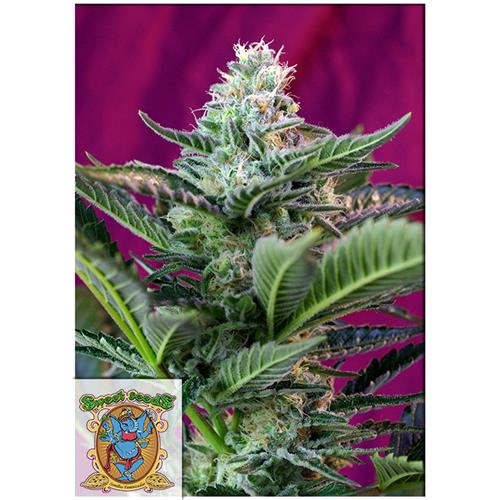 SWEET SEEDS - MOHAN RAM AUTO - 5+2 SEEDS
