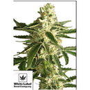 WHITE LABEL - WHITE HAZE AUTOMATIC - 3 SEEDS