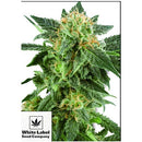 WHITE LABEL - SNOW RYDER AUTOMATIC - 3 SEEDS
