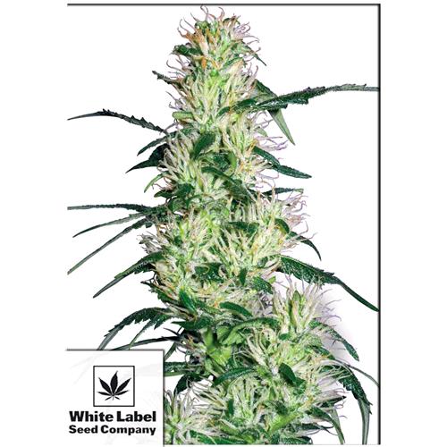 WHITE LABEL - PURPLE HAZE FEM - 1 SEED